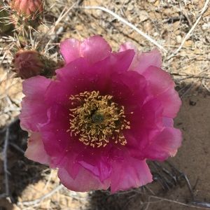 Meet your Posher, Bonnie